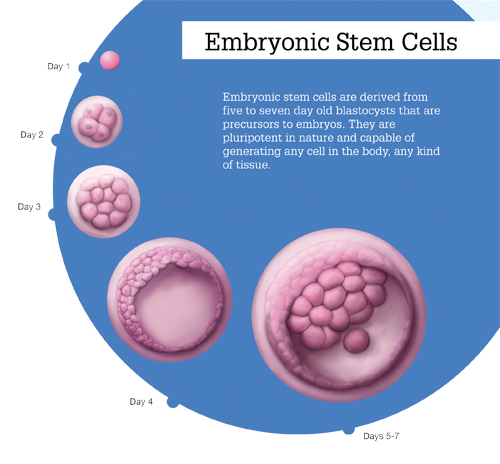 Embryonic Stem Cell