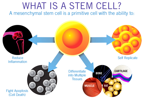 Stem Cell