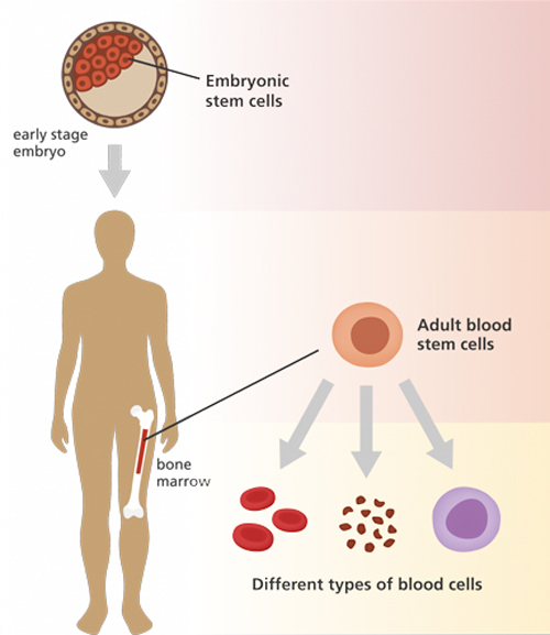 Stem Cell